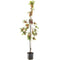 Fruithof - Malus red sentinel laagstam rode sierappel fruitboom