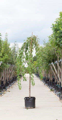 Warentuin Natuurlijk - 2 stuks! Japanse treur sierkers Prunus serrulata Kiku-shidare-zakura h 230...