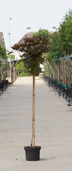 Warentuin Natuurlijk - 2 stuks! Rode bol esdoorn Acer pl. Crimson Centry h 160 cm st. omtrek 4,5...