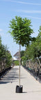 Warentuin Natuurlijk - 2 stuks! Bol acacia Robinia ps. Umbraculifera h 265 cm st. omtrek 12 cm st...