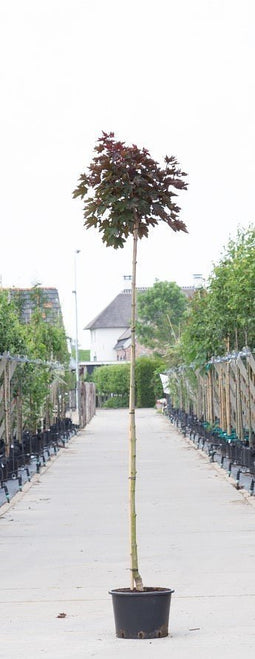 Warentuin Natuurlijk - 2 stuks! Rode bol esdoorn Acer pl. Crimson Centry h 260 cm st. omtrek 8 cm...