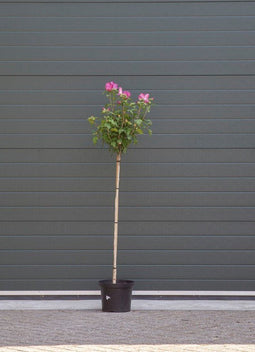 Warentuin Natuurlijk - Hibiscus Woodbridge solitair Hibiscus syriacus Woodbridge 137,5 cm