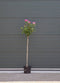Warentuin Natuurlijk - Hibiscus Woodbridge solitair Hibiscus syriacus Woodbridge 137,5 cm