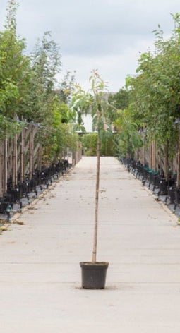 Warentuin Natuurlijk - 2 stuks! Japanse treur sierkers Prunus serrulata Kiku-shidare-zakura h 180...