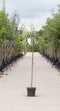 Warentuin Natuurlijk - 2 stuks! Japanse treur sierkers Prunus serrulata Kiku-shidare-zakura h 180...
