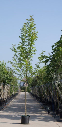 Warentuin Natuurlijk - 2 stuks! Beverboom Magnolia kobus h 250 cm st. omtrek 8 cm boom