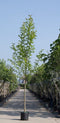 Warentuin Natuurlijk - 2 stuks! Beverboom Magnolia kobus h 250 cm st. omtrek 8 cm boom