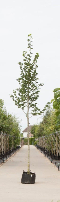 Warentuin Natuurlijk - Krimlinde Tilia europea Euchlora h 550 cm st. omtrek 19 cm
