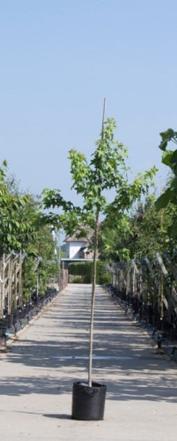 Warentuin Natuurlijk - 2 stuks! Amberboom Liquidambar styraciflua h 250 cm st. omtrek 8 cm boom