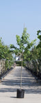Warentuin Natuurlijk - 2 stuks! Amberboom Liquidambar styraciflua h 250 cm st. omtrek 8 cm boom