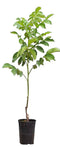 Warentuin Natuurlijk - 2 stuks! Walnotenboom Buccaneer Juglans regia Buccaneer h 100 cm st. omtre...