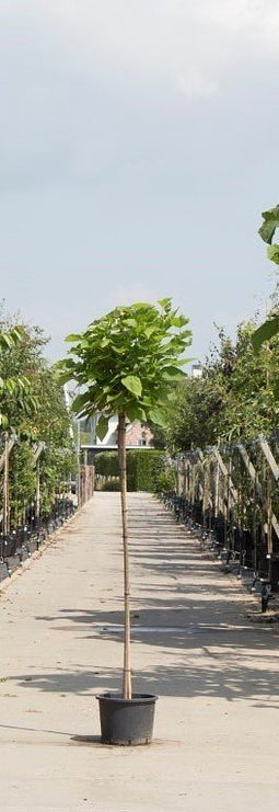 Warentuin Natuurlijk - 2 stuks! Bol Catalpa Catalpa Bignonniodes Nana h 220 cm st. omtrek 7 cm st...