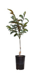 Warentuin Natuurlijk - 2 stuks! Roodbladige walnotenboom Juglans r. Purpurea h 65 cm st. omtrek 1...