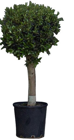 Warentuin Natuurlijk - Bol olijfboom Olea europaea 110 cm