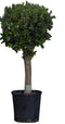 Warentuin Natuurlijk - Bol olijfboom Olea europaea 110 cm