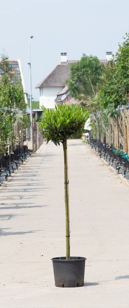 Warentuin Natuurlijk - 2 stuks! Bol Laurier Otto Luyken Prunus l. Otto Luyken h 150 cm st. omtrek...