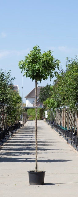 Warentuin Natuurlijk - 2 stuks! Amberboom bolvorm Liqiudambar s. Gum Ball h 240 cm st. omtrek 8 c...
