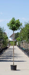 Warentuin Natuurlijk - 2 stuks! Amberboom bolvorm Liqiudambar s. Gum Ball h 240 cm st. omtrek 8 c...