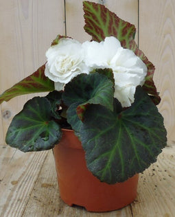 Warentuin Natuurlijk - 3 stuks! Knolbegonia wit