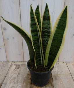Warentuin Natuurlijk - Kamerplant Vrouwentong Sansevieria geelbont 30 cm