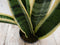 Warentuin Natuurlijk - Kamerplant Vrouwentong Sansevieria geelbont 30 cm