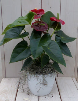 Warentuin Natuurlijk - Flamingoplant Anthurium rood in witte pot 40 cm