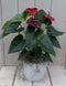Warentuin Natuurlijk - Flamingoplant Anthurium rood in witte pot 40 cm