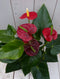 Warentuin Natuurlijk - Flamingoplant Anthurium rood in witte pot 40 cm
