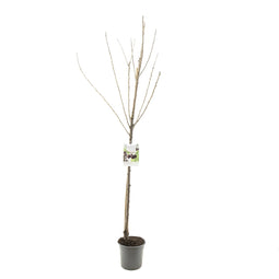 Fruithof - Prunus avium sunburst halfstam zoete kers fruitboom