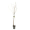 Fruithof - Prunus avium sunburst halfstam zoete kers fruitboom