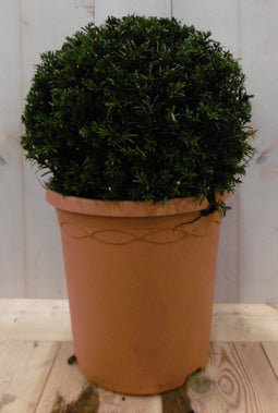 Warentuin Natuurlijk - Taxus diameter 15 cm