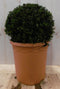 Warentuin Natuurlijk - Taxus diameter 15 cm