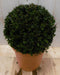 Warentuin Natuurlijk - Taxus diameter 15 cm