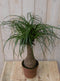 Warentuin Natuurlijk - Kamerplant Olifantspoot 60 cm