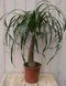 Warentuin Natuurlijk - Kamerplant Olifantspoot 60 cm