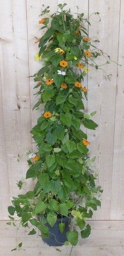 Warentuin Natuurlijk - Suzanne-met-de-mooie-ogen 90 cm