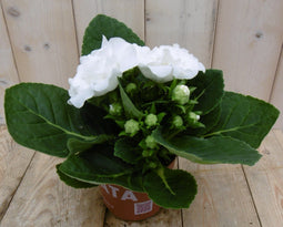 Warentuin Natuurlijk - Kamerplant Gloxinia wit
