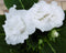 Warentuin Natuurlijk - Kamerplant Gloxinia wit