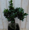 Warentuin Natuurlijk - Kamerplant Bonsai Ficus Microcarpa 50 cm