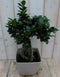 Warentuin Natuurlijk - Kamerplant Bonsai Ficus Microcarpa 50 cm