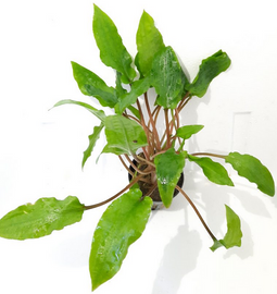 Aquadistri - Eg cryptocoryne wendtii green nr23