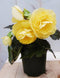 Warentuin natuurlijk - 3 stuks! Knolbegonia geel