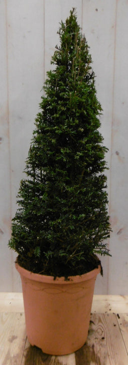 Warentuin Natuurlijk - Taxus 80 cm