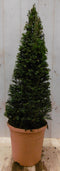 Warentuin Natuurlijk - Taxus 80 cm
