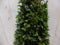 Warentuin Natuurlijk - Taxus 80 cm