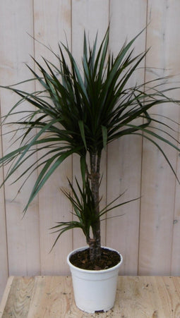 Warentuin Natuurlijk - Kamerplant Drakenbloedboom Dracaena Marginata smal blad Groen 60 cm