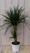 Warentuin Natuurlijk - Kamerplant Drakenbloedboom Dracaena Marginata smal blad Groen 60 cm
