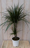 Warentuin Natuurlijk - Kamerplant Drakenbloedboom Dracaena Marginata smal blad Groen 60 cm
