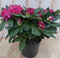 Warentuin natuurlijk - Rododendron 40 cm rood