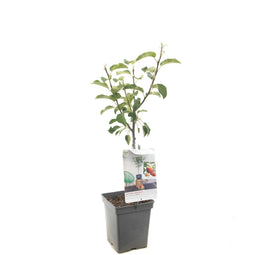 Fruithof - Malus dom. Elstar Patio